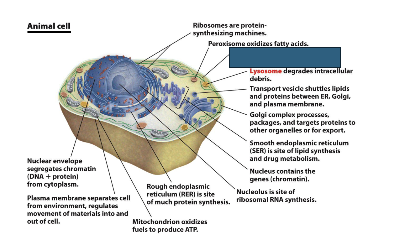 term image