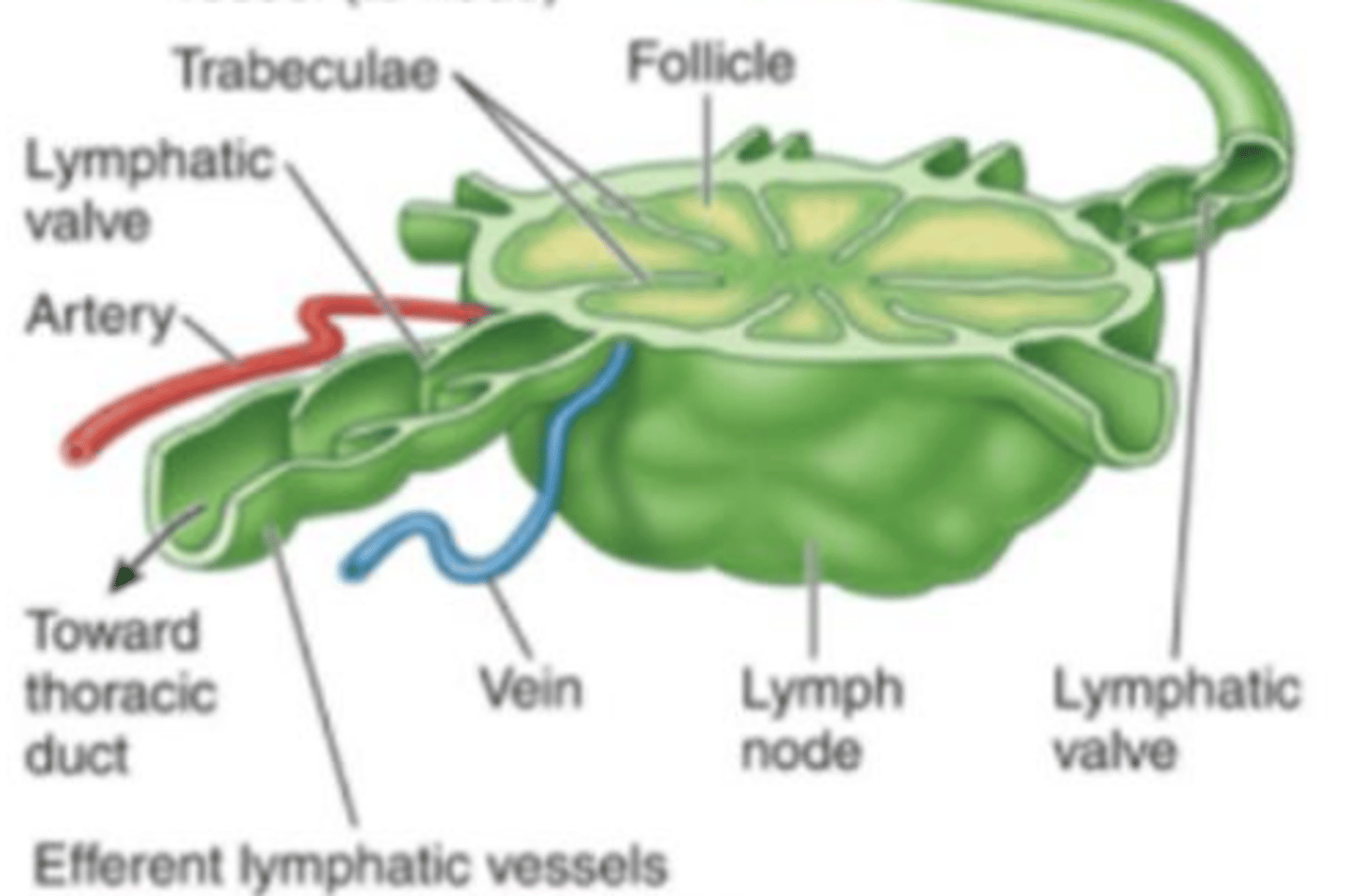<p>Bean-shaped filters that cluster along the lymphatic vessels of the body. They function as a cleanser of lymph.</p>