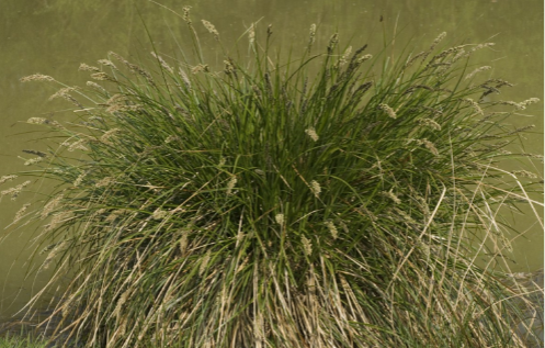 <p>how is this growth form called</p>
