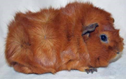 <p>welke type cavia is dit</p>