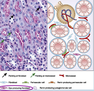 <p>blood pressure control in kidney</p>