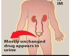 <p>insignificant metabolism(unchanged drug)</p><p>But Nafcillin and oxacillin are primarily metabolized in the liver</p>