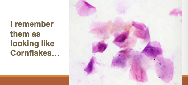 <p>Superficial cells (Epithelial) </p>