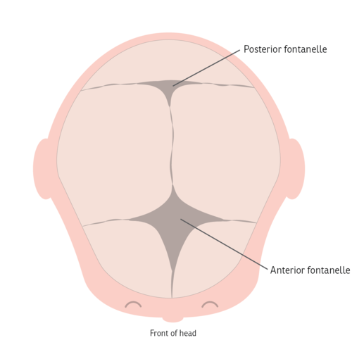 <p>soft spot between the parietal and occipital bones,</p>
