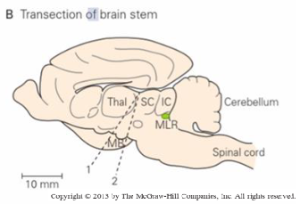 <p>brainstem is completely transected at the level of the midbrain, disconnects rostral brain centres, spinal centres, and allows investigation into the role of the cerebellum and the brainstem in controlling locomotion.</p>