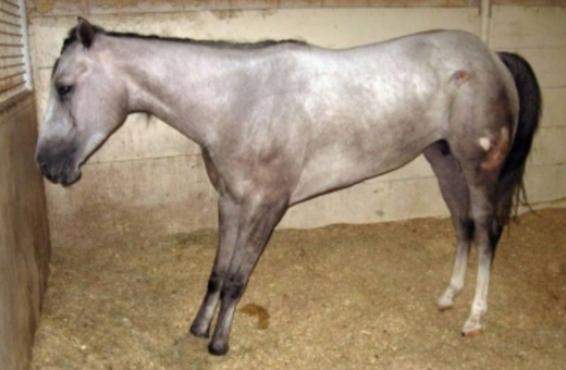 <p>This is the classic ___________ stance in which the horse looks listless and painful, shifts weight to their hind end, and spends more time lying down (indicated by the bed sores on the hip)</p>