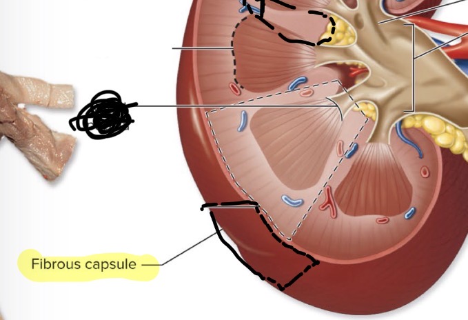 <p>Protective layer surrounding kidneys</p>