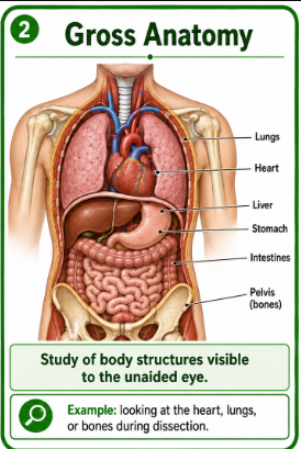 <p>Study of body parts that you can see without a microscope.<br><strong>Example:</strong> Looking at the heart, lungs, or bones during a body dissection.</p>