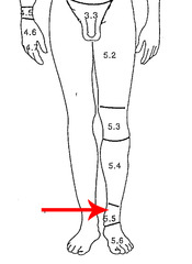 <p>Ankle</p>