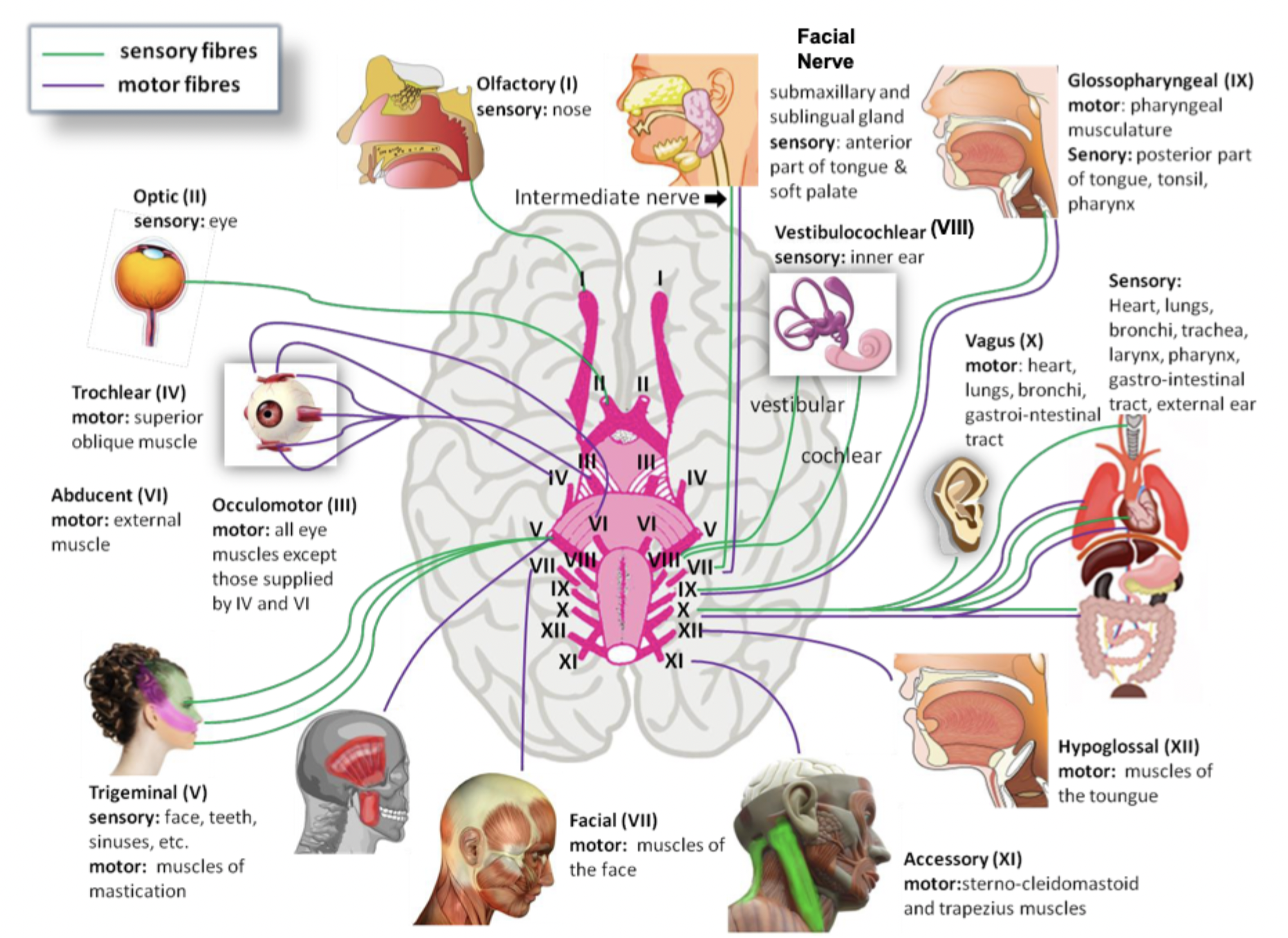 knowt flashcard image