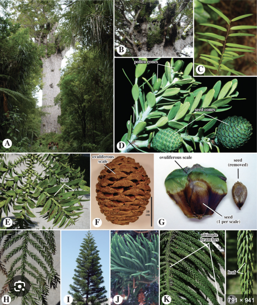 <ul><li><p>Scalelike leaves</p></li><li><p>Female cones with peltate scales</p></li></ul><p></p>