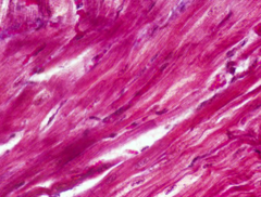 <p>identify the tissue</p>