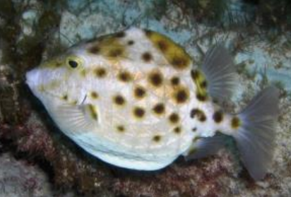 <p>FISHES (Class Actinopterygii) WESTERN SMOOTH BOXFISH</p>