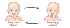 <p>1-4 months</p><p>- Babies<strong> repeat actions</strong> involving their own bodies.</p><p><strong>E.g.</strong> Sucking their thumb repeatedly.</p>
