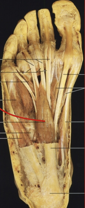 <p>What muscle, layer, action and innervation is this?</p>