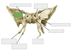 <p>Anterior view: This is the</p>