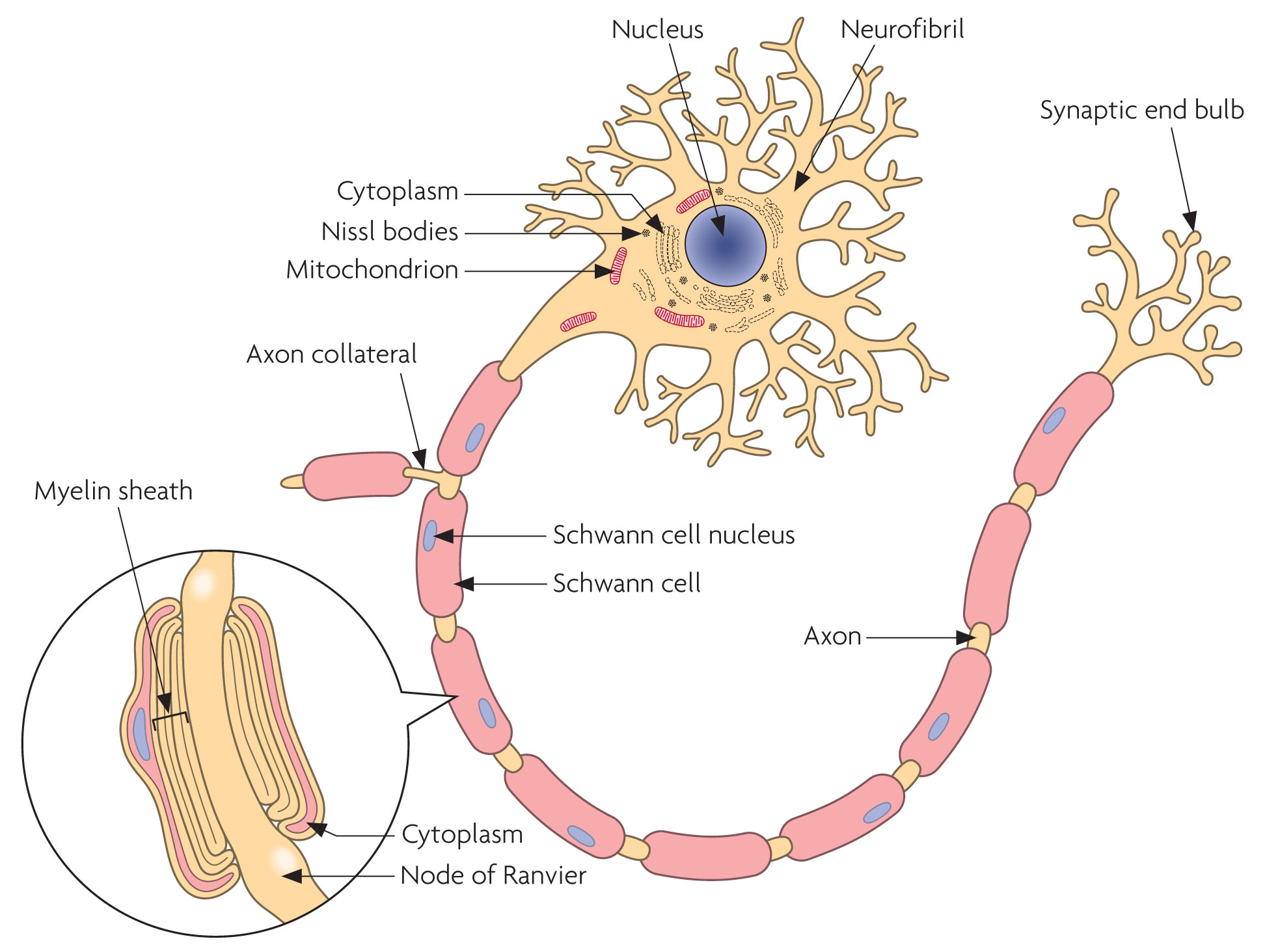 <p>Some axons are covered in myelin sheaths which can conduct electrical impulses much faster than those that do not, and also helps to protect the nerve cells.</p><p>Myelin sheaths are formed by concentric Schwann cells. Nodes of Ranvier sit in between segments of Myelin Sheath to assist in the rapid transmission of nerve impulses.</p><p></p>