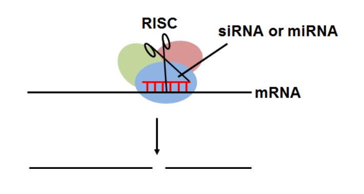 <p>The overall outcome for both mechanisms is the same: a lower level of protein expression for the targeted gene. Hence, this process is called a gene “knock down” (NOT a knock out)</p><p>a. Translational interference – Since the complex is bound to the mRNA, translation by ribosomes is physically blocked. (sometimes reversible!) Ribosomes cannot translate through the blockage!</p><p>b. mRNA degredation – binding may also mark the mRNA for nuclease cleavage and degredation</p><p>c. Nuclease cleavage begins the process of mRNA degredation.</p>