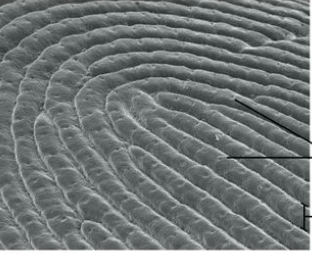 <p>Where we have prints (fingerprints) </p>