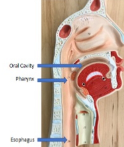 <p>esophagus, pharynx, oral cavity </p>