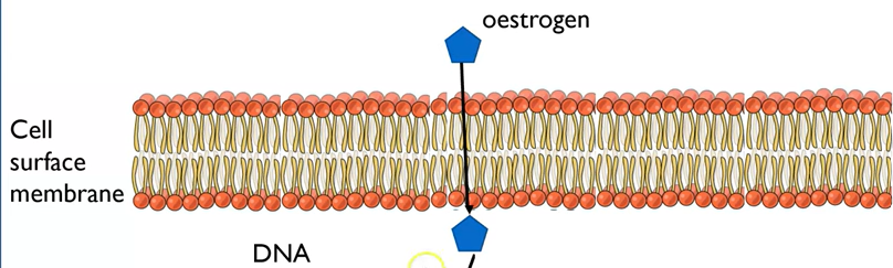 <p>steroid (lipid-soluble) hormone which diffuses into cell across phospholipid bilayer </p>