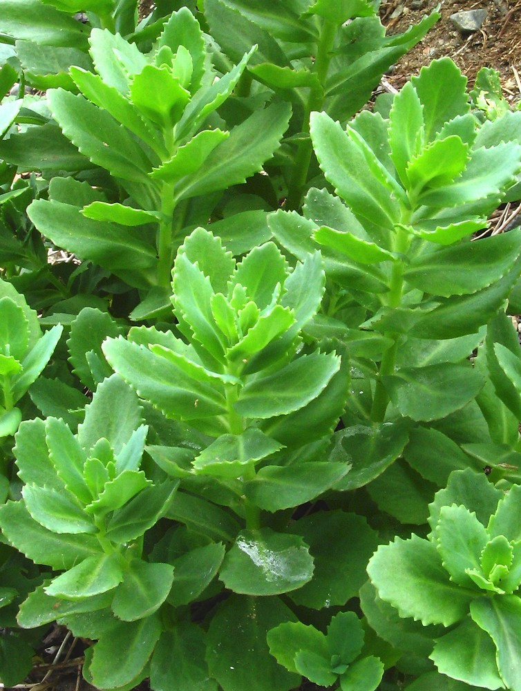 <p>Kärleksört   (KÄNN IGEN PÅ BLAD) (Köttiga blad som sitter motsatta)</p>