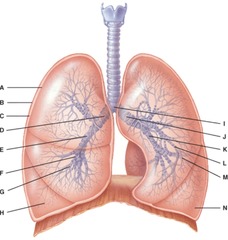 <p>Where is the structure that regulates air flow to the alveolus</p>