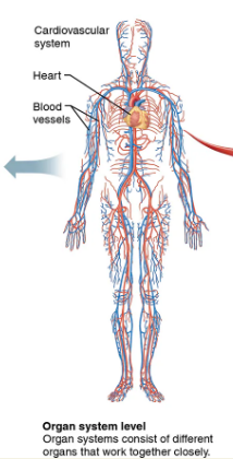 <p><span style="background-color: transparent;">organs that work closely together</span></p>