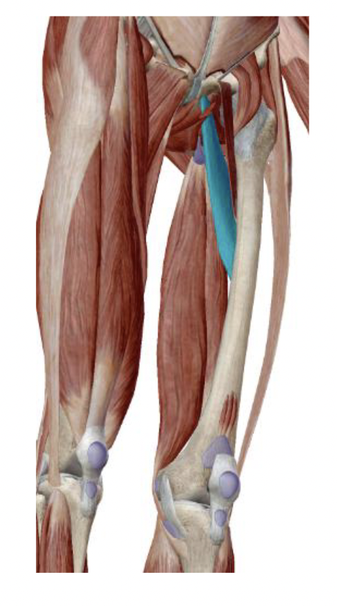 <p>What is the muscle name, its origin, its insertion, its action, and its innervation?</p>