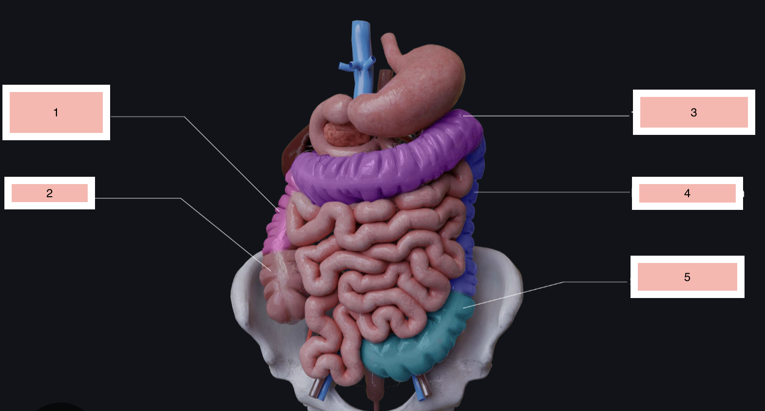 <p>what is 5 of the large intestine </p>
