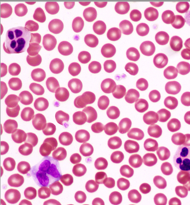 <p>what basic tissue is this</p>