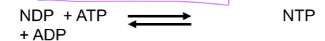 <p>the enzyme that converts NDP’s into NTP’s </p>