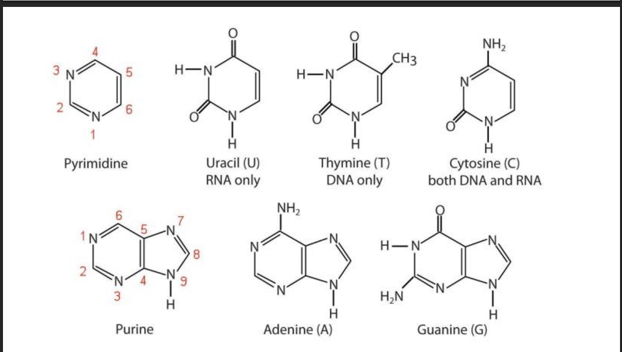 <p>Purine is two rings</p><p>Pyrimidine is is single ring </p>