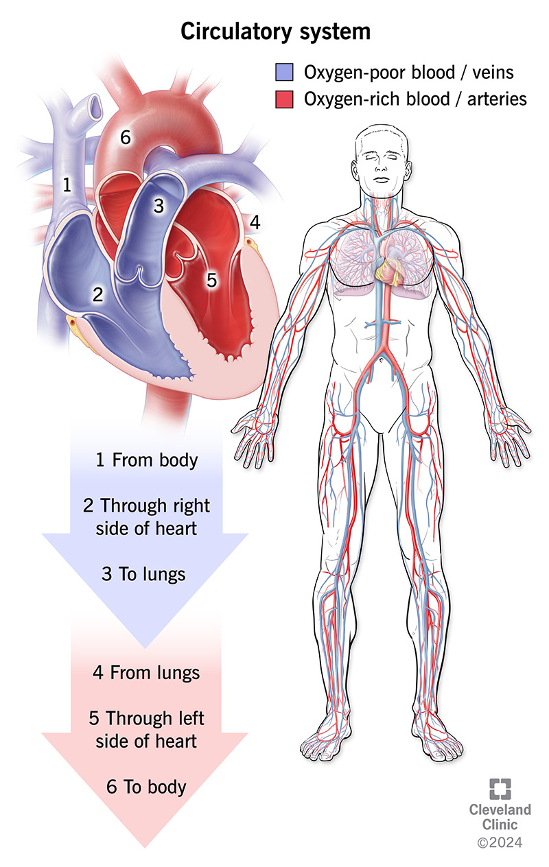 <ul><li><p><strong>Function:</strong> Circulates materials throughout the body.</p></li></ul><p></p>