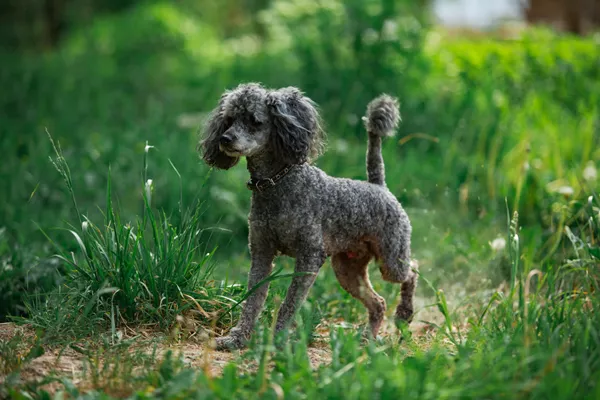 <p>What dog breed is this and what group are they in?</p>