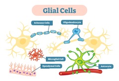 <p>schwann cells; oligodendrocytes; astrocytes; satellite cells; ependymal cells</p>