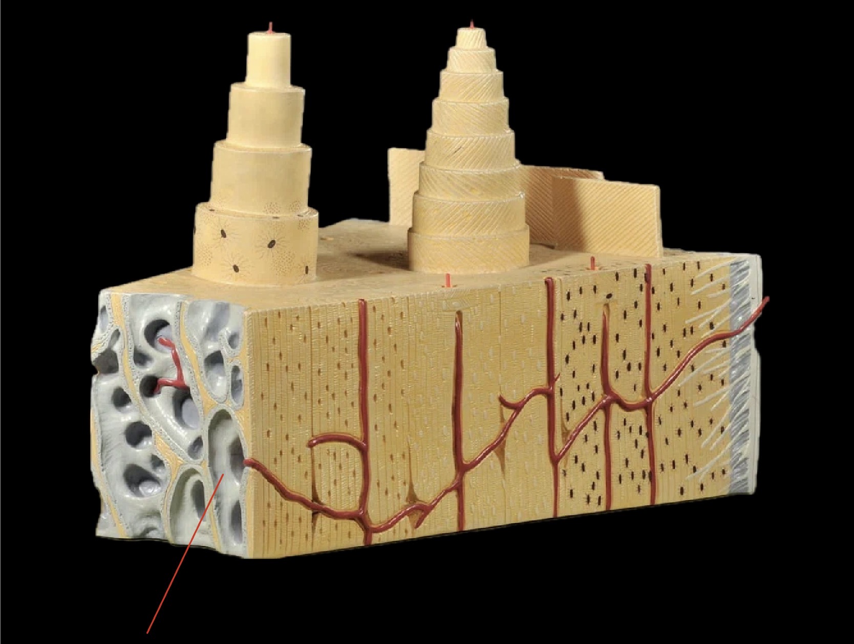 <p>Spongy bone</p>