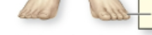 <p>Toe</p>