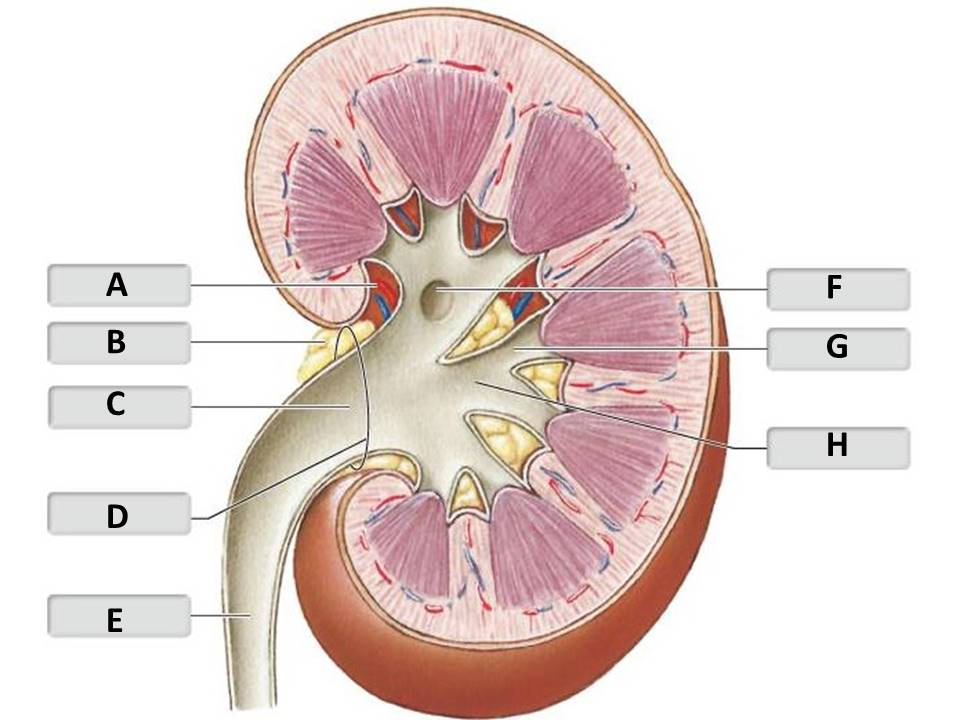 <p>Identify the kidney structure labeled "C".</p><p> </p><p>hilum</p><p> </p><p>renal pelvis</p><p> </p><p>major calyx</p><p> </p><p>ureter</p>