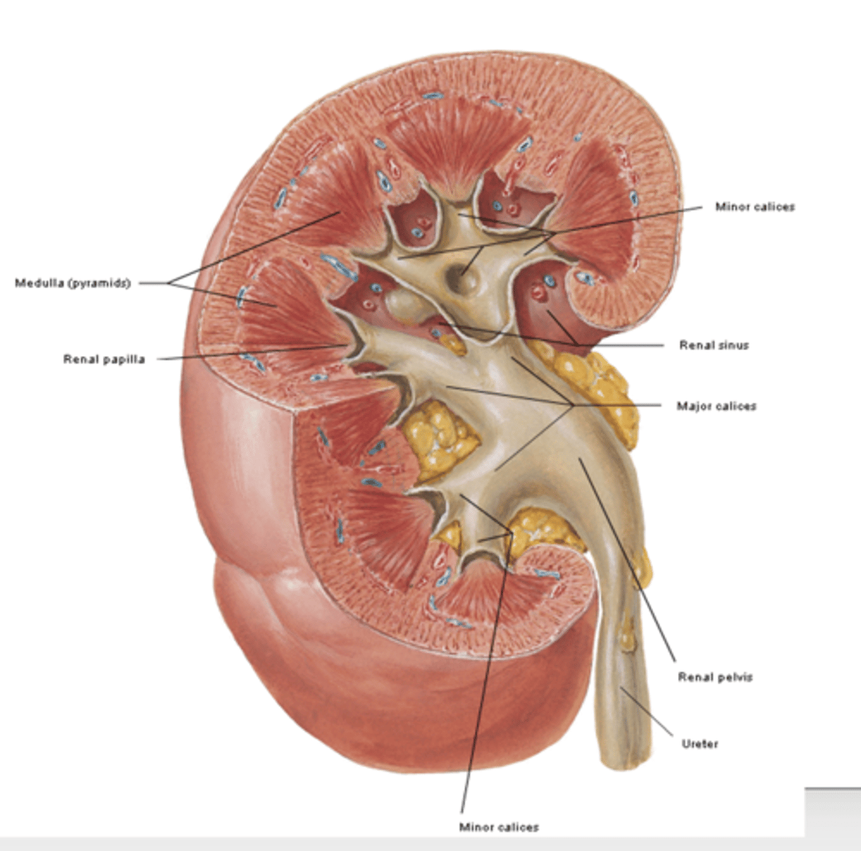 <p>what is the renal pelvis of the kidneys? what does it receive?</p>