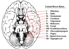 <p>Olfactory- smell</p><p>Optic-sight</p><p>Oculomotor- moves the eye up and down, left to right</p><p>Trochlear- moves the eye up and down, left to right, and diagonally</p><p>Trigeminal- largest of the cranial nerves; chewing, face sensation</p><p>Abducens- moves the eye up, down, left, right, and diagonally</p><p>Facial- facial expression and anterior two-thirds of the tongue</p><p>Vestibulocochlear- sound</p><p>Glossopharyngeal- swallowing, saliva, and taste</p><p>Vagus- control of the PNS</p><p>Accessory- swallowing and movement of the head and neck</p><p>Hypoglossal- speech and swallowing; tongue muscles</p>