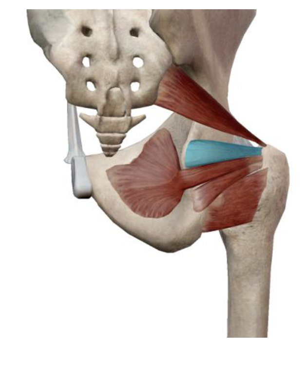 <p>What is the muscle name, its origin, its insertion, its action, and its innervation?</p>