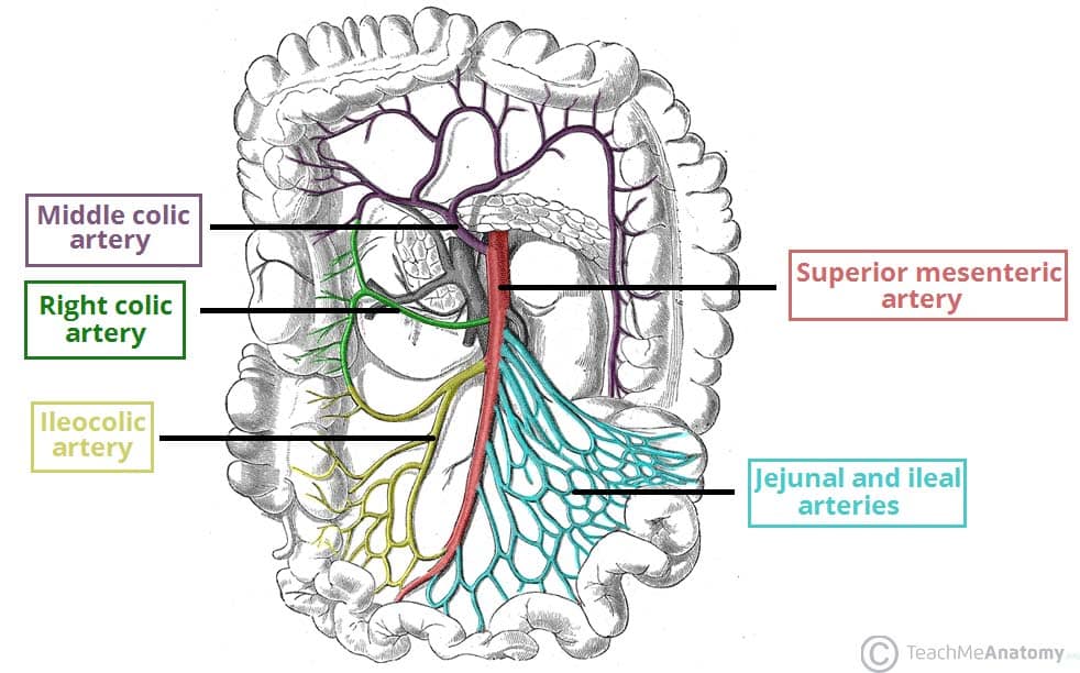 <p>superior mesenteric artery</p><ul><li><p>supplies blood to all of small intestine, appendix, cecum, ascending colon, and proximal 2/3rd of transverse colon</p><ul><li><p>branches are</p><ul><li><p>intestinal branches</p></li><li><p>ileocolic artery</p></li><li><p>right colic artery</p></li><li><p>middle colic artery</p></li></ul></li></ul></li></ul><p></p>