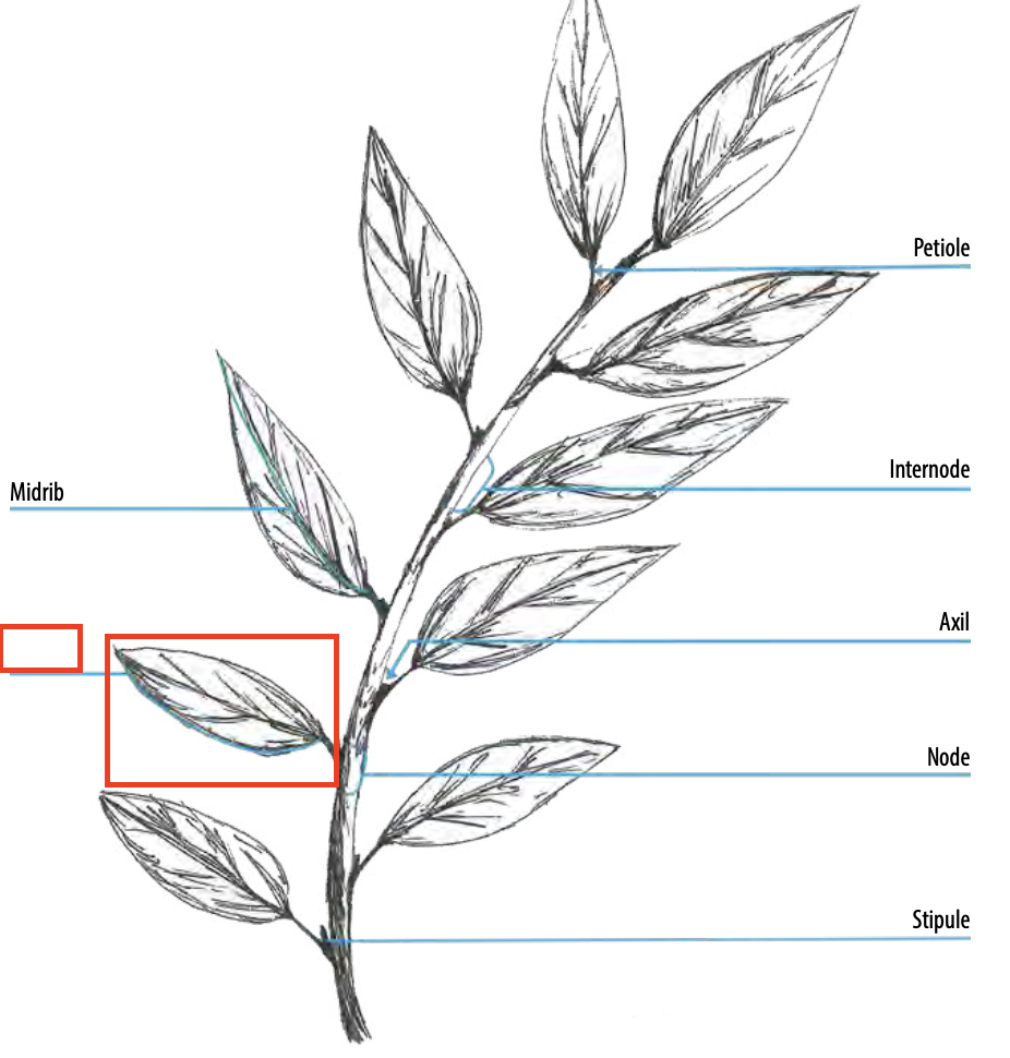 <ul><li><p>outer margin of the leaf</p></li></ul><p></p>