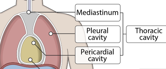 <p>Pericardial cavity, right and left pleural cavities. Also contains mediastinum.</p><p>note: Pericardial cavity is located in the mediastinum.</p>