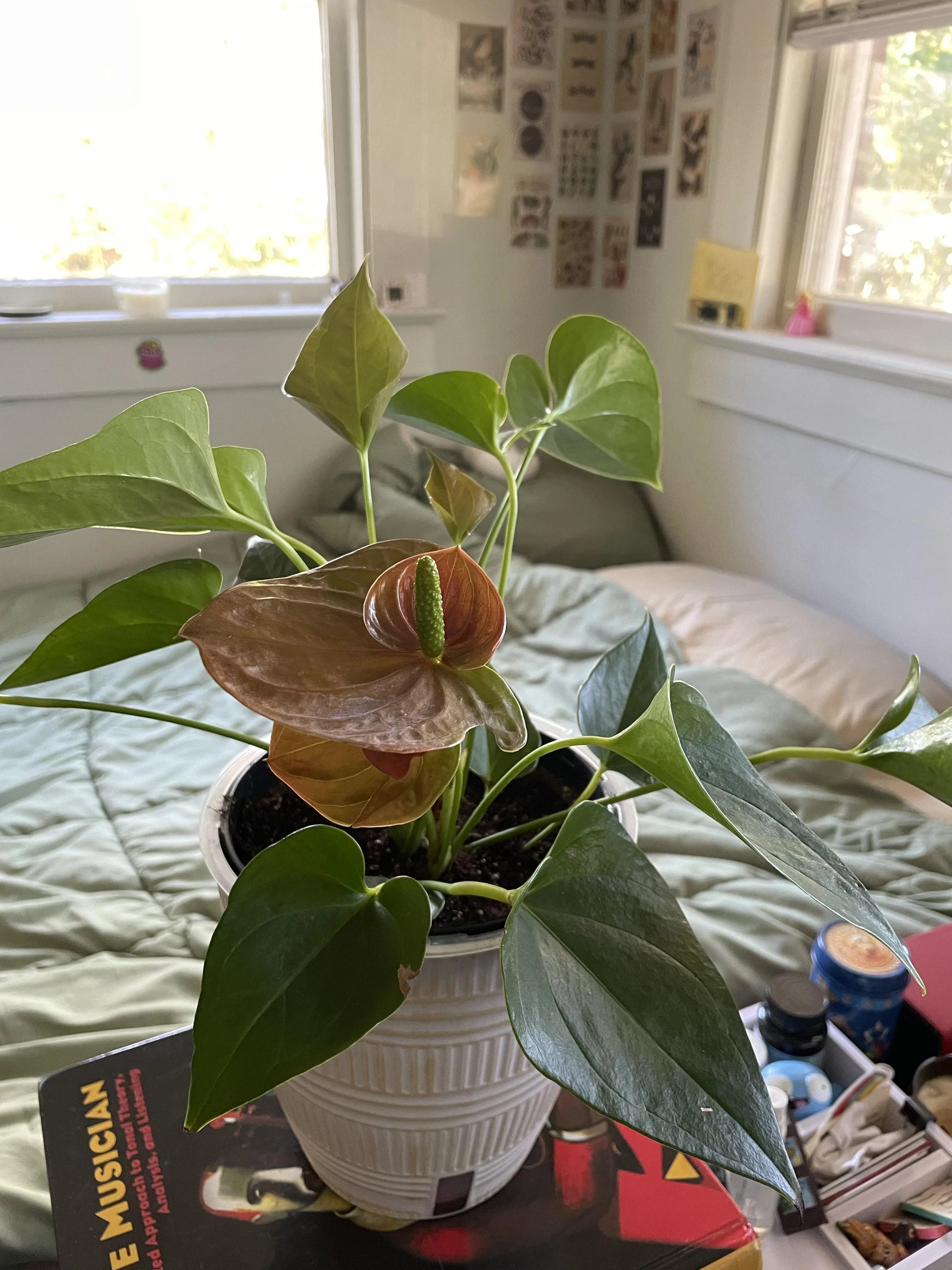<p>302 Anthurium species, Anthurium </p>
