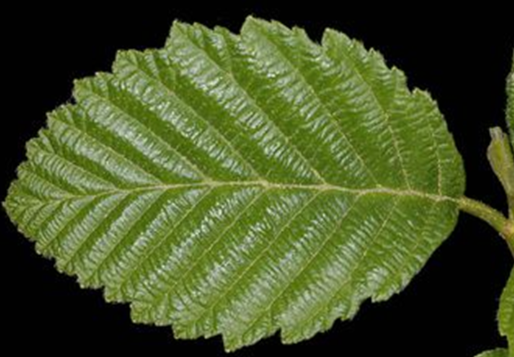 <p>What is this </p>