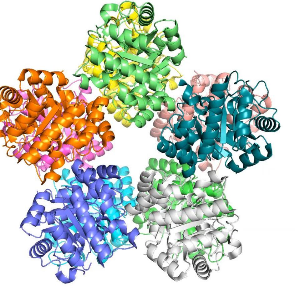 <p>many proteins assemble into higher order structures</p><p>each colour = individual protein - all pack together</p>