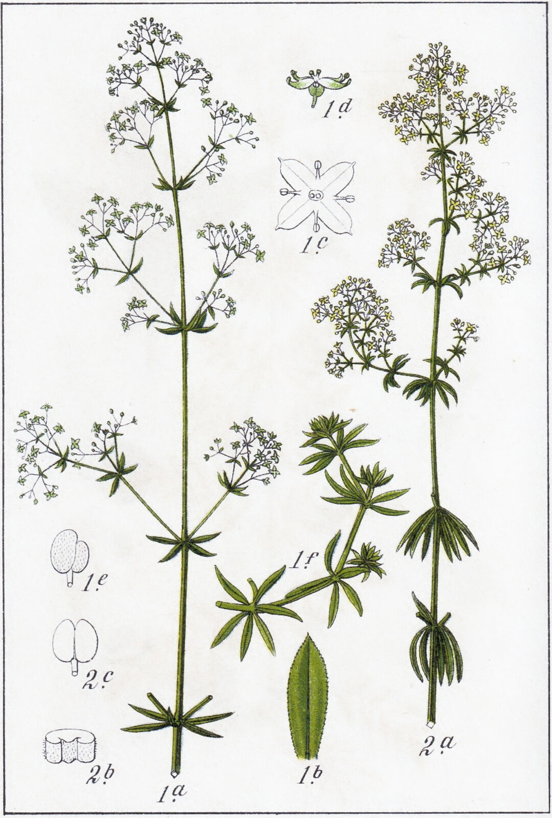 <p>Stormåra  (Rubiaceae = Måreväxt) (KÄNN IGEN PÅ BLAD) (4 blomblad)(Runt 8 blad i krans)</p>