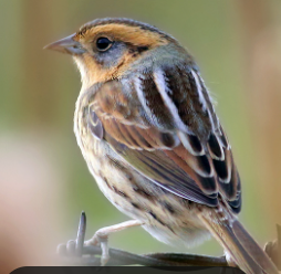 <p>What bird is this?</p>